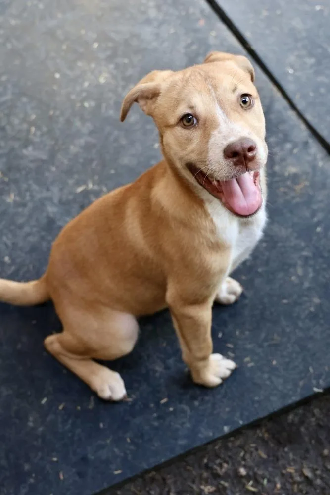A baby medium-sized female Brown / Chocolate American Staffordshire Terrier dog named Cutie for adoption in TUCSON, AZ
