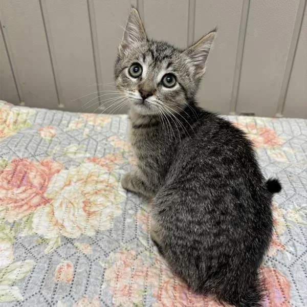 A baby small-sized female Brown / Chocolate Domestic Short Hair cat named Ray for adoption in Hawthorne, CA