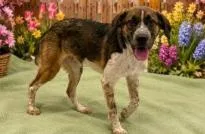 An adult medium-sized male Mixed Breed dog named Cinnamon for adoption in West Chester, PA