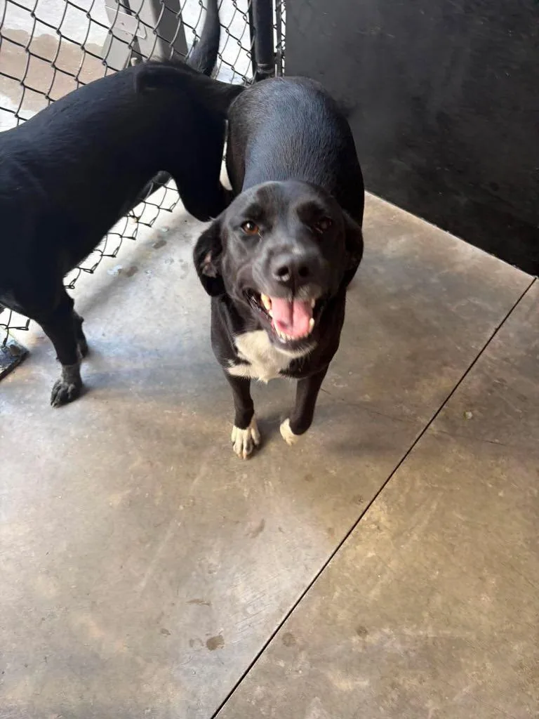 A young medium-sized female Labrador Retriever dog named Thing for adoption in Republic, MO