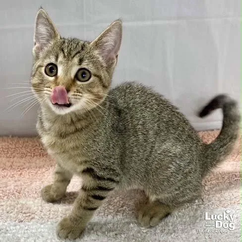 Tango