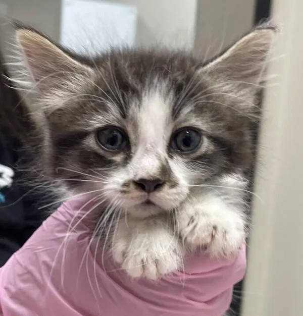 A baby small-sized male Domestic Short Hair cat named Fiyero for adoption in El Cajon, CA