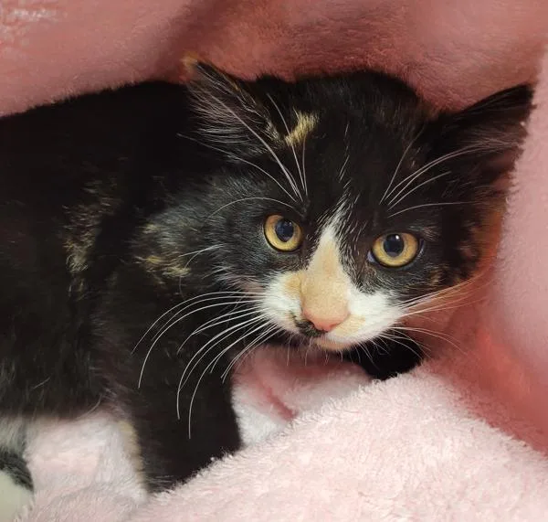 A baby small-sized female Domestic Short Hair cat named Anise for adoption in Vancouver, WA