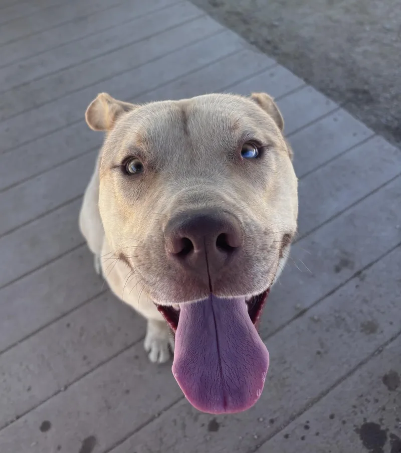 A young large-sized male Pit Bull Terrier dog named Marty for adoption in Stagecoach, NV