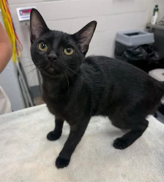 A baby medium-sized male Domestic Short Hair cat named Yosemite for adoption in Peoria, IL