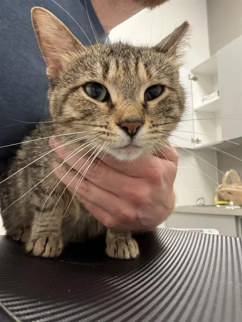 An adult small-sized female Domestic Short Hair cat named Canela for adoption in Indianapolis, IN