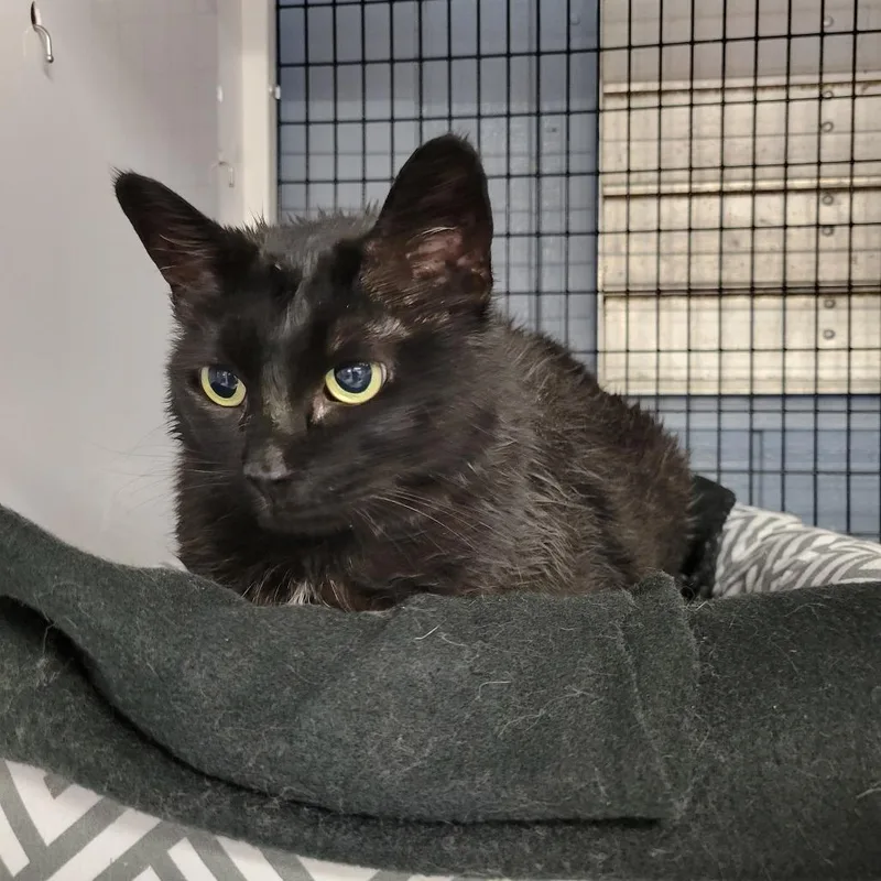 A senior large-sized female Domestic Short Hair cat named Zelda for adoption in New York, NY