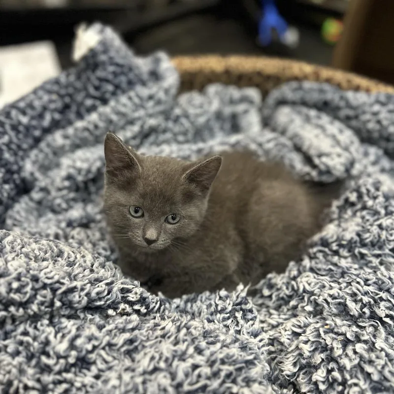 A baby small-sized male Domestic Short Hair cat named Andy for adoption in Fayetteville, AR