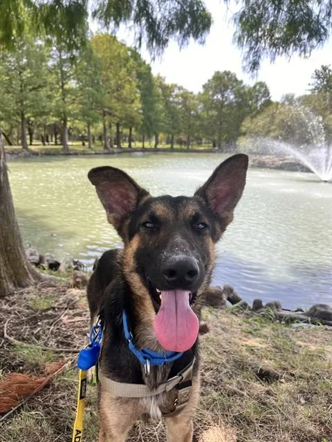 A young large-sized male German Shepherd Dog dog named Rex for adoption in Dallas, TX