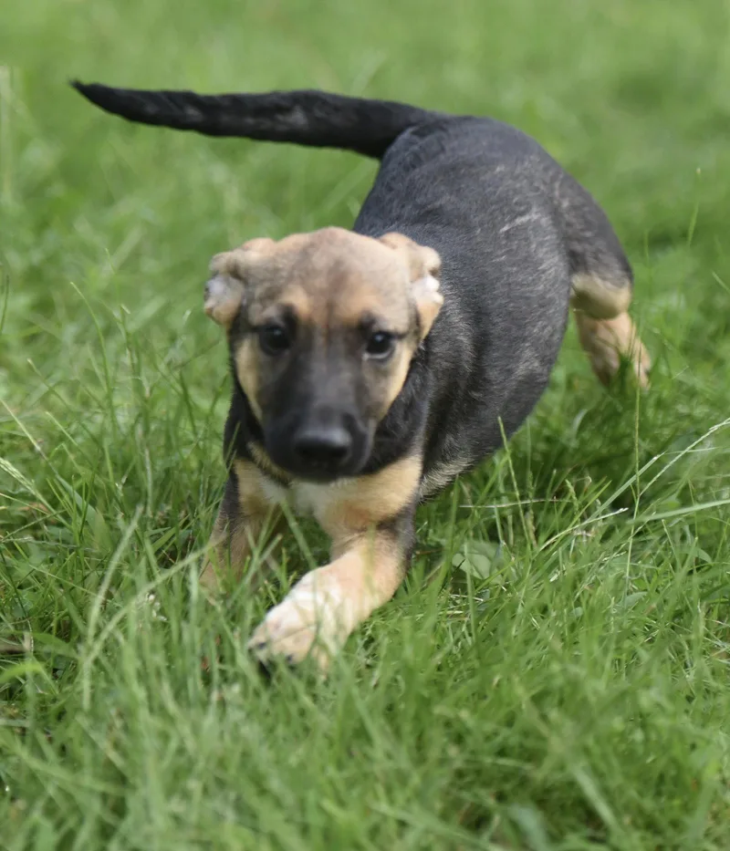 A baby medium-sized female Shepherd dog named Ragan for adoption in Mechanicsburg, PA