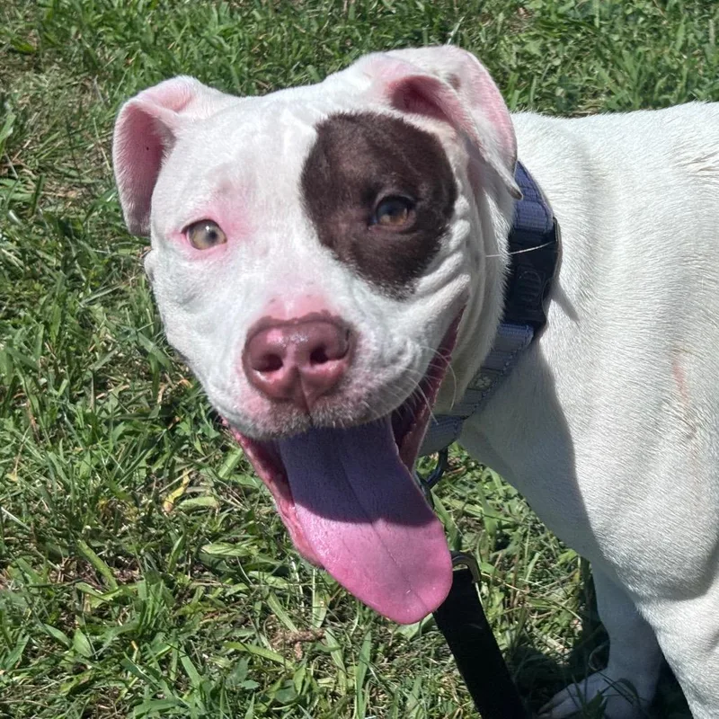 A young medium-sized female White / Cream Pit Bull Terrier dog named Bonnie for adoption in York, PA