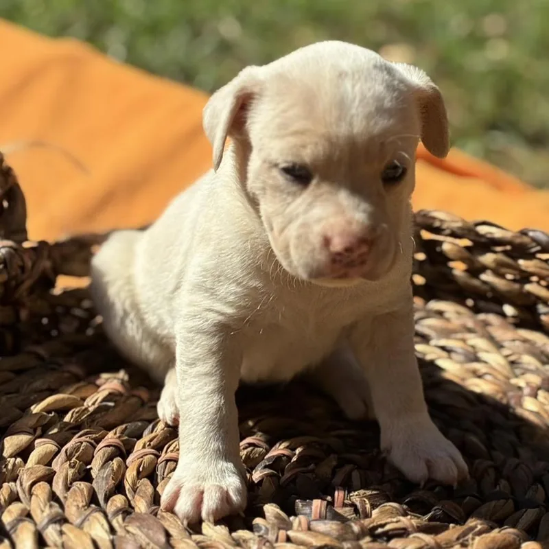 A baby medium-sized male Retriever dog named Salem for adoption in Huntsville, AL