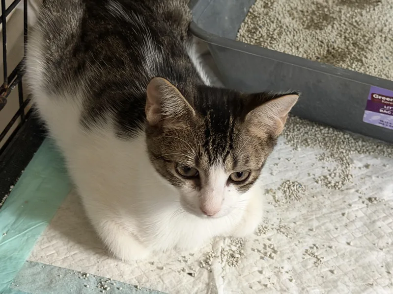 A young small-sized female Tabby (Brown / Chocolate) Domestic Short Hair cat named Tippy for adoption in Beaumont, TX