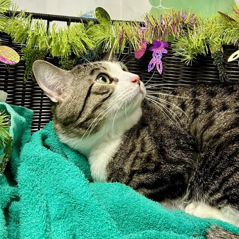 An adult large-sized male Brown / Chocolate Domestic Short Hair cat named Scampuss for adoption in Henderson, NV