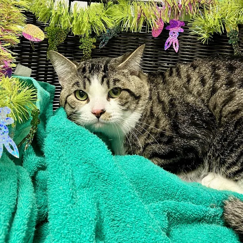 Scampuss thumbnail 2