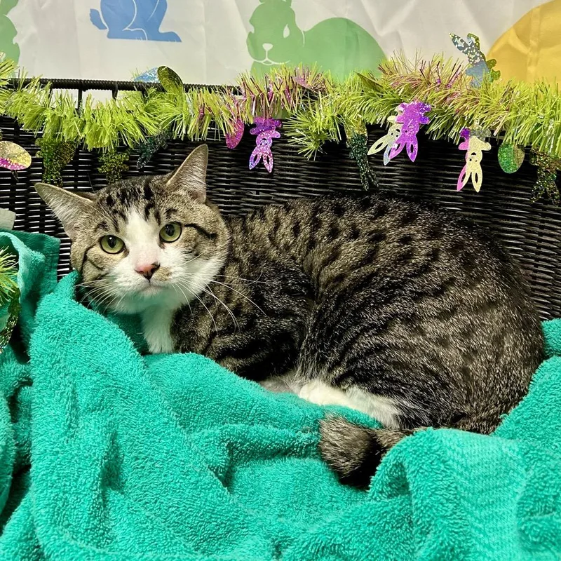 Scampuss thumbnail 3