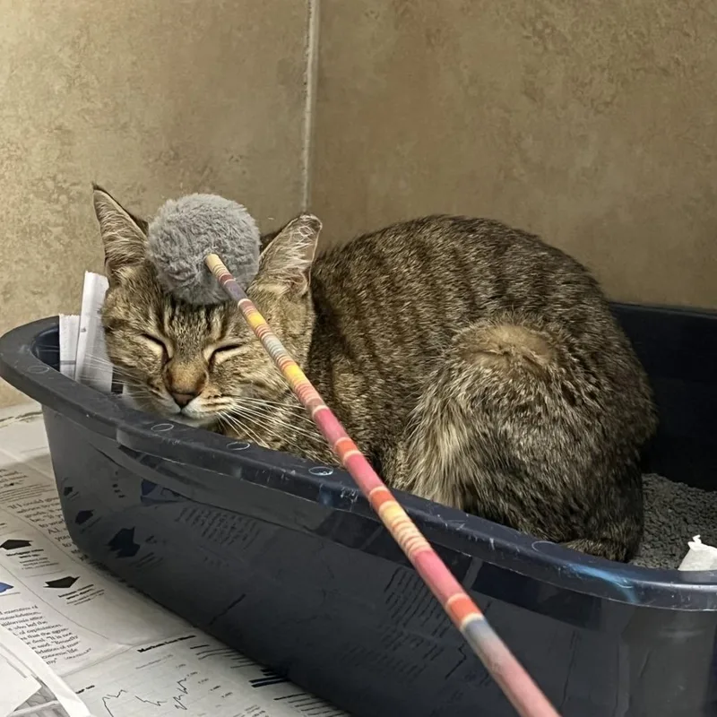 An adult medium-sized female Brown / Chocolate Domestic Short Hair cat named Slingshot for adoption in Decatur, GA