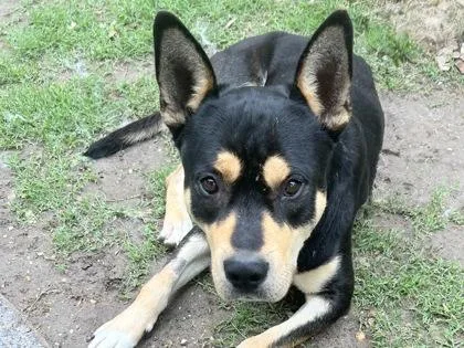 An adult large-sized male Tricolor (Brown, Black, & White) Mixed Breed dog named Garrison for adoption in Georgetown, TX