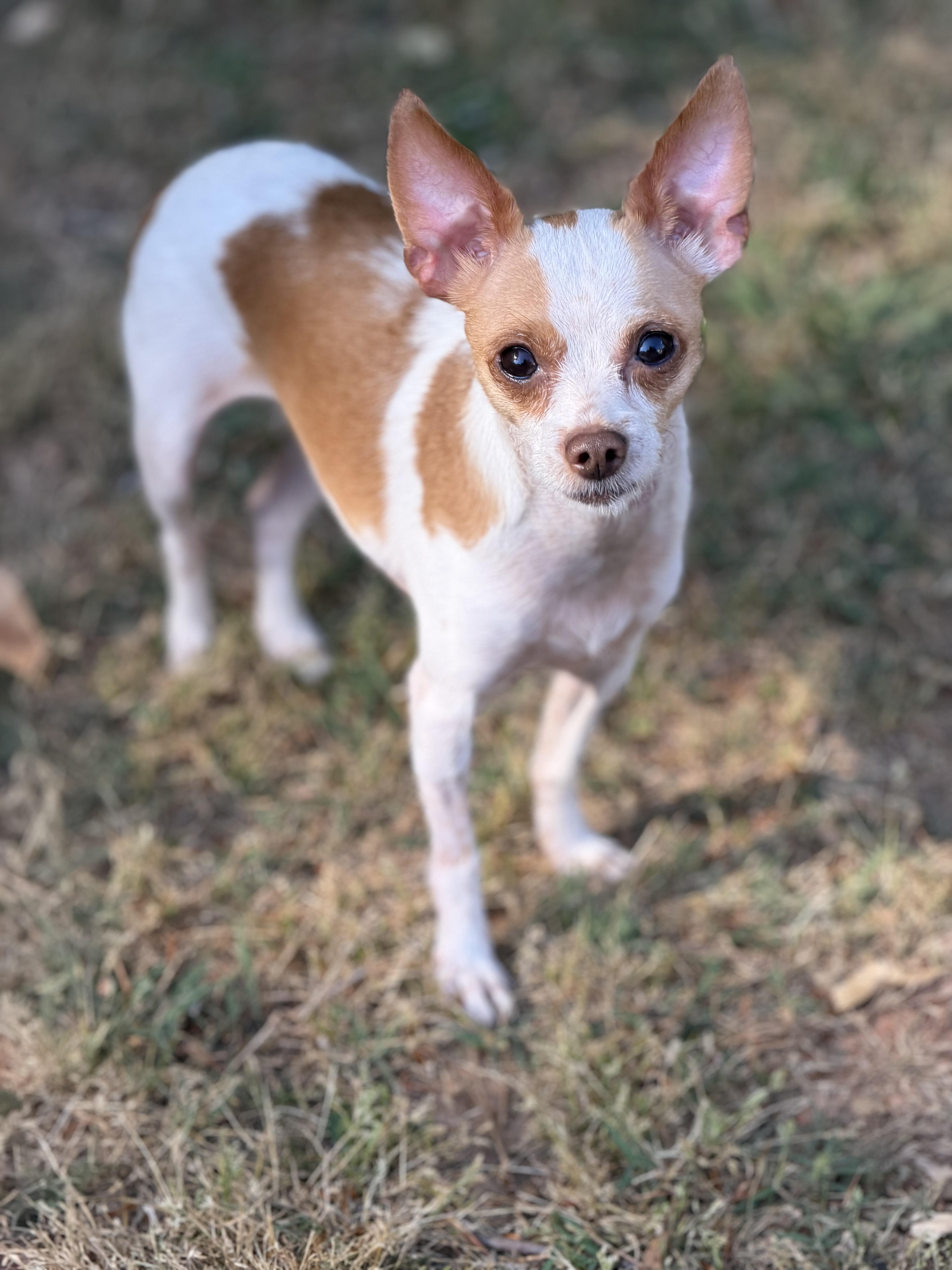 An adult small-sized male Chihuahua dog named Jj for adoption in Atlanta, GA