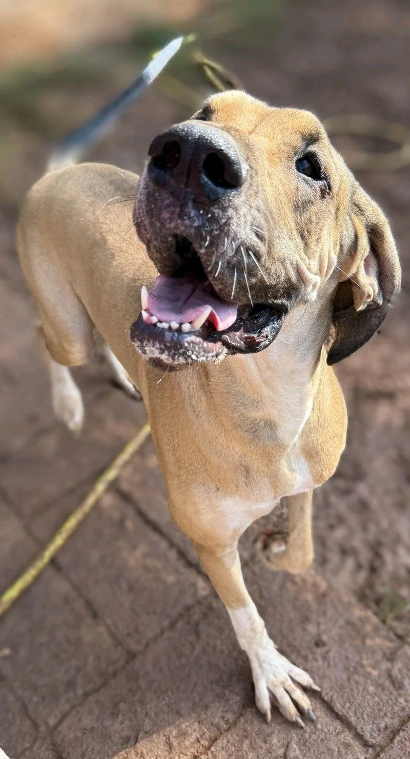 An adult extra large-sized female Great Dane dog named Mouse for adoption in Stanley, NC