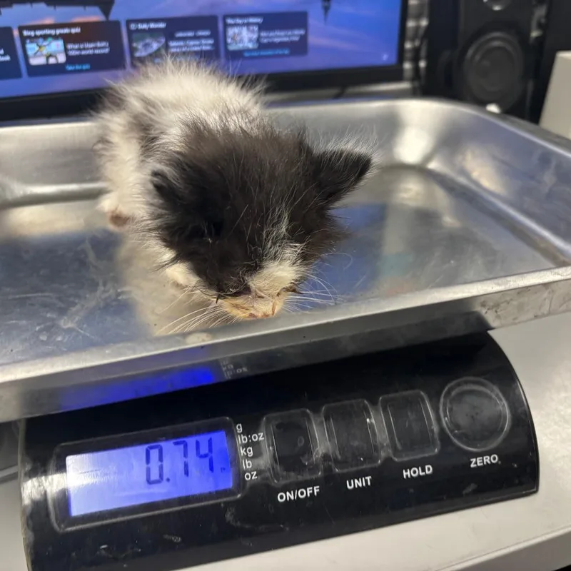 A baby small-sized female White Domestic Short Hair cat named Scissors for adoption in St Joseph, MO
