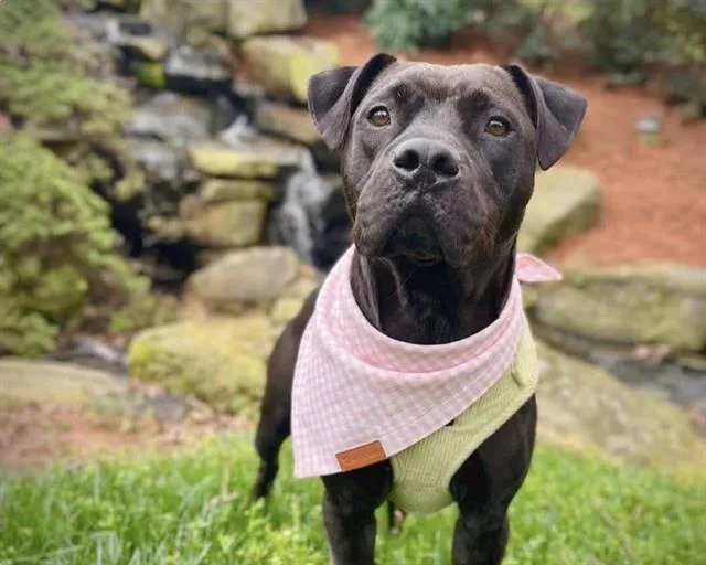 An adult medium-sized female Pit Bull Terrier dog named Margaret for adoption in Charlotte, NC