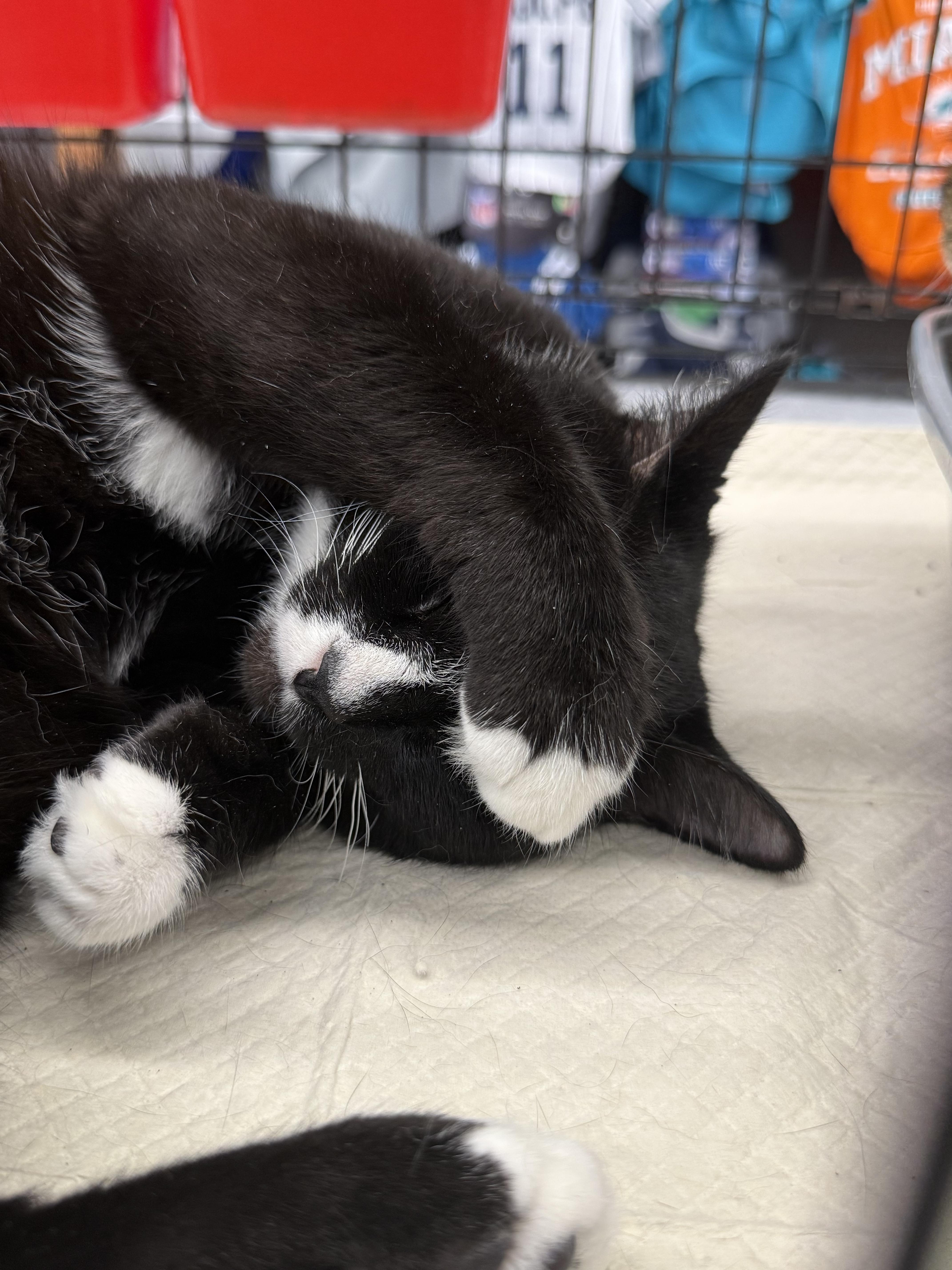 An adult large-sized male Black & White / Tuxedo Domestic Short Hair cat named Marion for adoption in Intercession city , FL