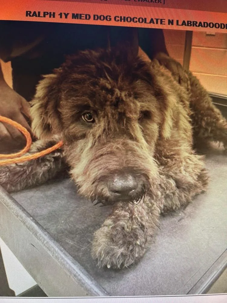 A young large-sized male Brown / Chocolate Goldendoodle dog named Ralph for adoption in Canton, GA