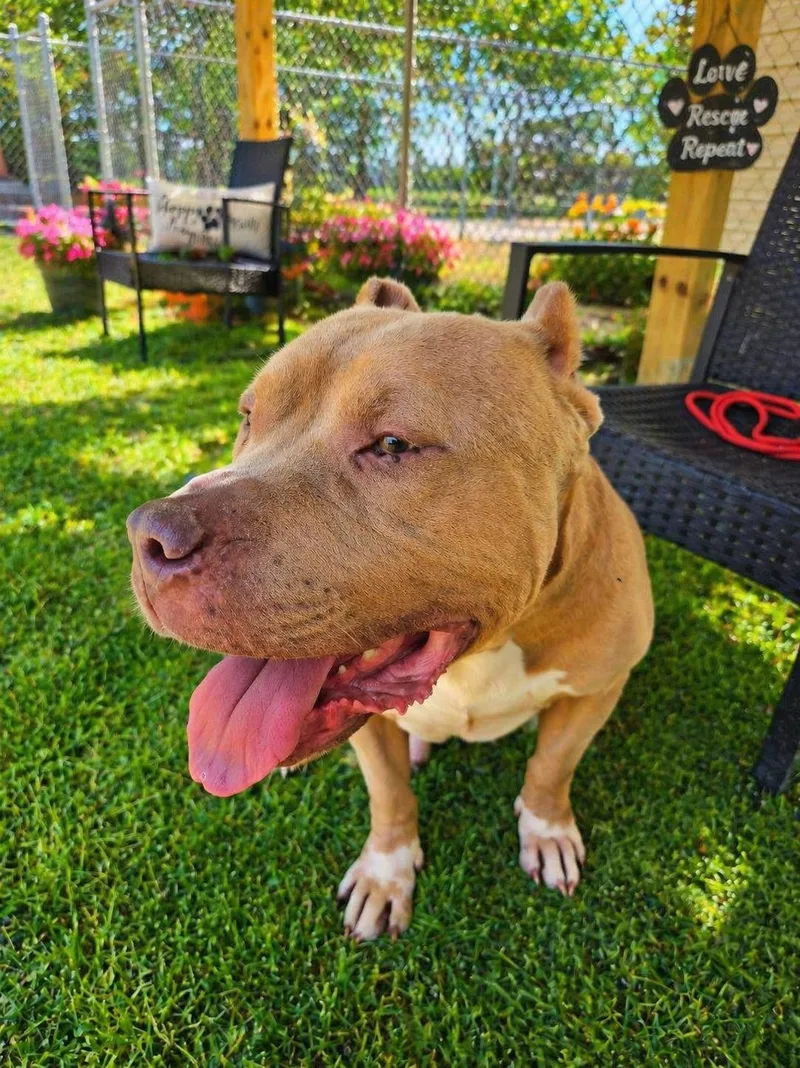 An adult medium-sized male American Bully dog named Big Boy for adoption in Tyner, NC