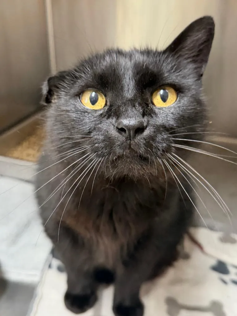 An adult medium-sized male Domestic Short Hair cat named Mango for adoption in Menomonie, WI