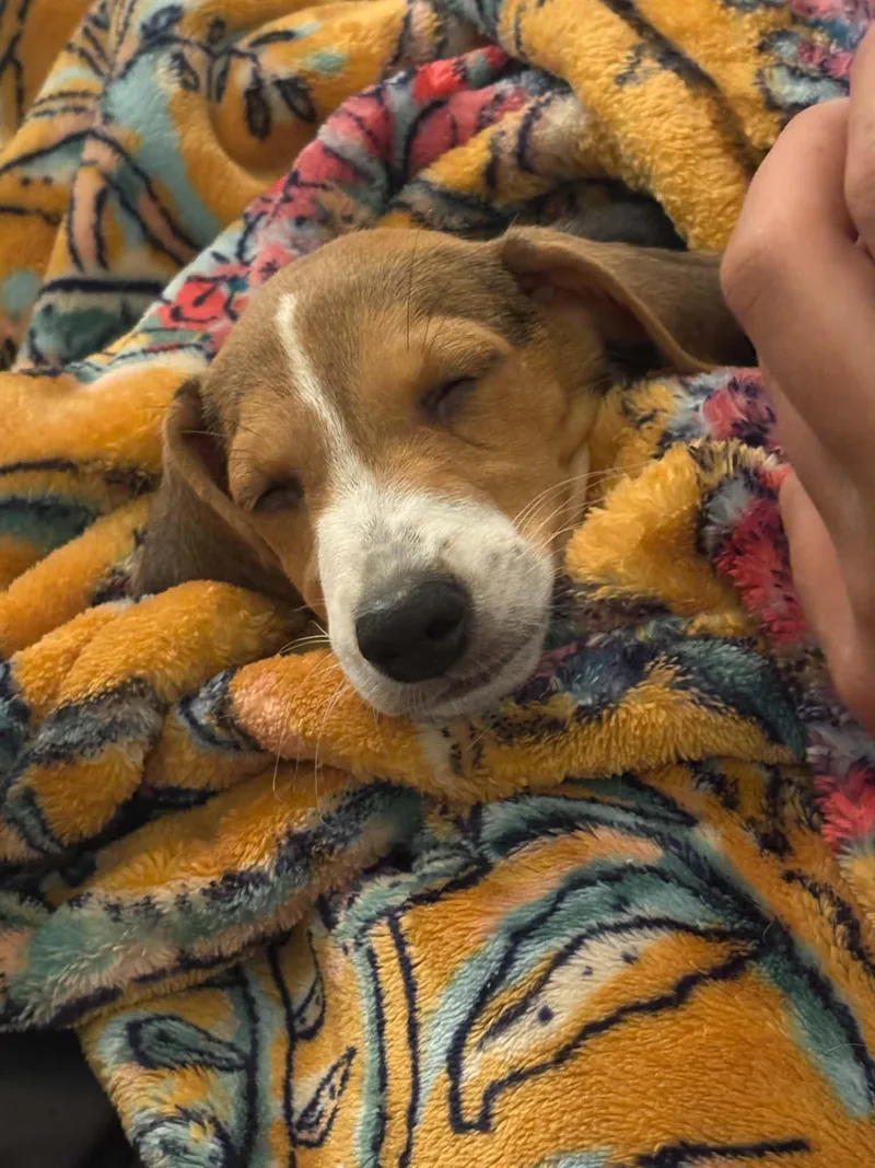 A baby medium-sized male Tricolor (Brown, Black, & White) Beagle dog named Dr. George O'Malley for adoption in Richmond, VA