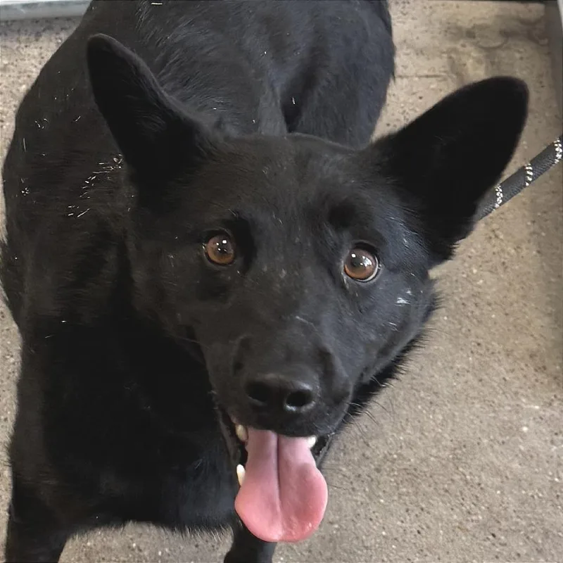 An adult medium-sized male Black Mixed Breed dog named Bruno for adoption in Las Cruces, NM