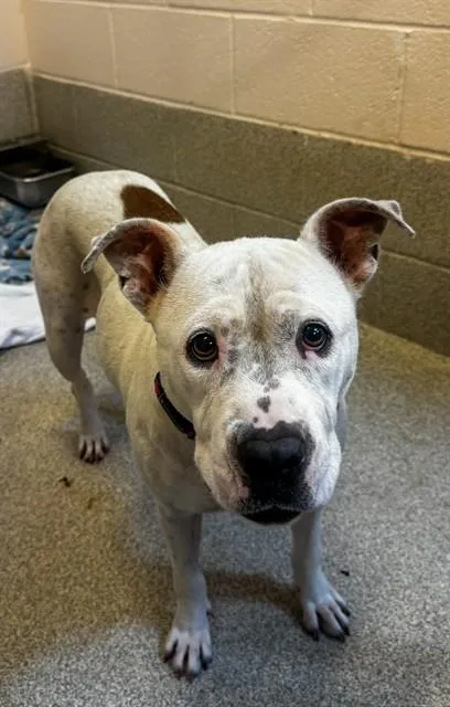 An adult medium-sized female Pit Bull Terrier dog named Izzy for adoption in Statesville, NC