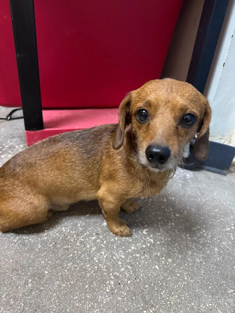 A young small-sized male Mixed Breed dog named Hairy for adoption in Ocala, FL