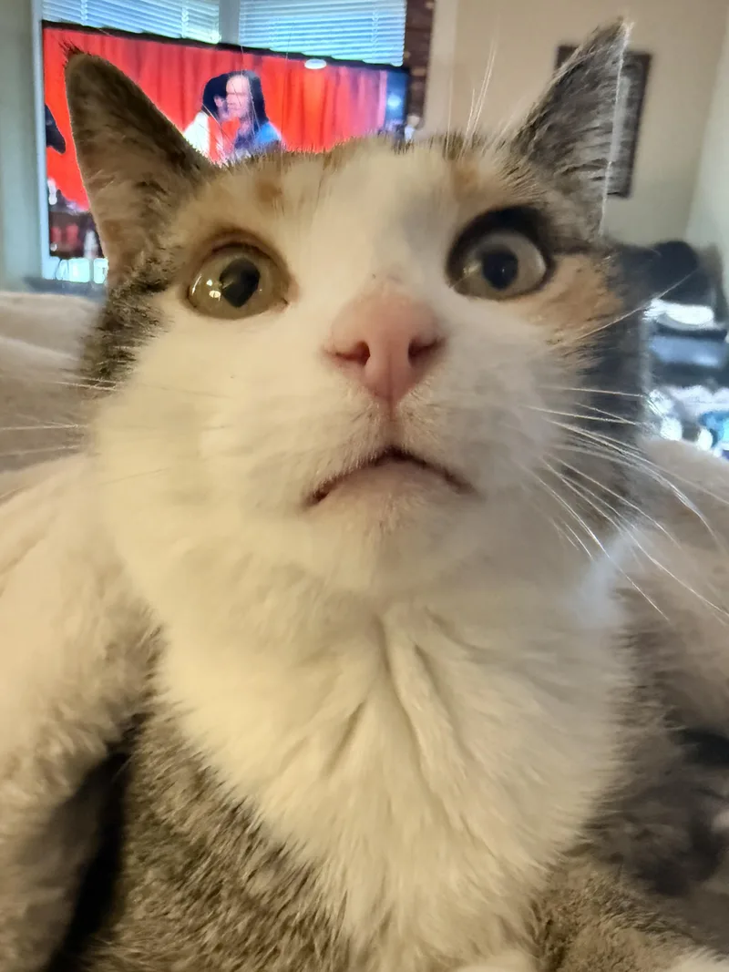 An adult medium-sized female Calico cat named Olivia Hope for adoption in GALESVILLE, WI