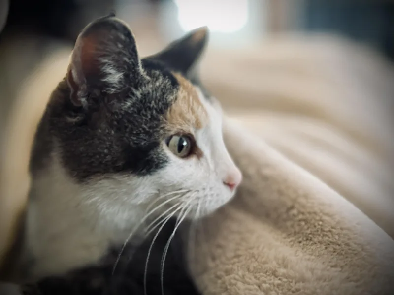 Olivia Hope thumbnail 4