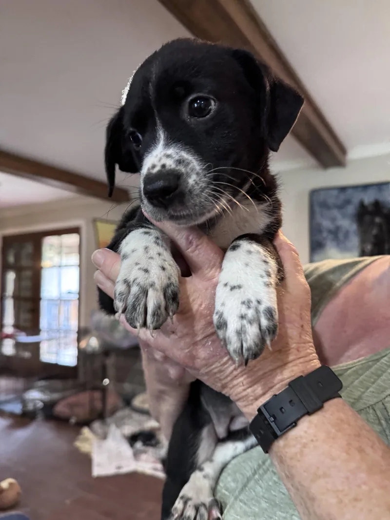 A baby medium-sized female Border Collie dog named Amy for adoption in Spring City, PA