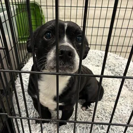 An adult medium-sized male Black Mixed Breed dog named Milo for adoption in Jeffersonville, IN