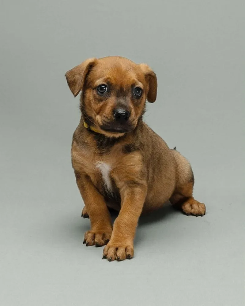 A baby small-sized female Mixed Breed dog named Riesling for adoption in Mesa, AZ