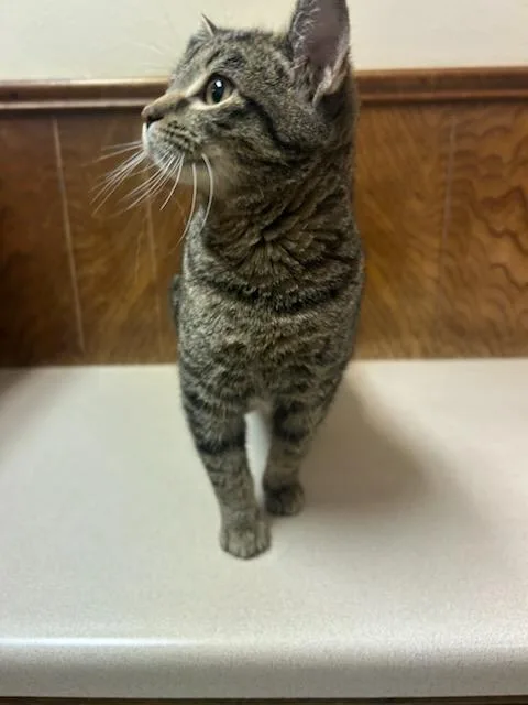 A baby medium-sized female American Shorthair cat named Soy Sauce for adoption in Oklahoma City, OK