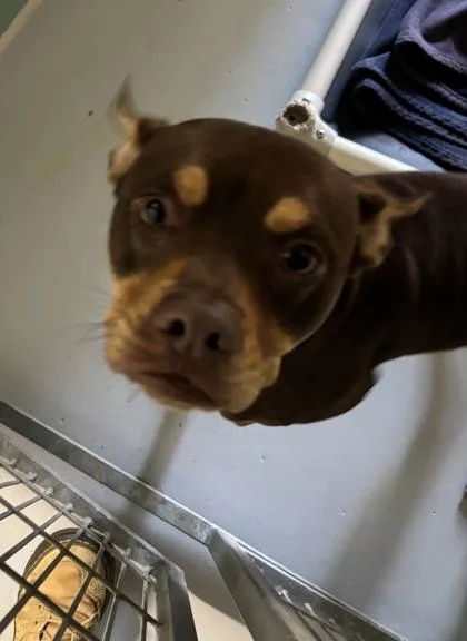 A young medium-sized male Miniature Pinscher dog named Skippy for adoption in Cumming, GA