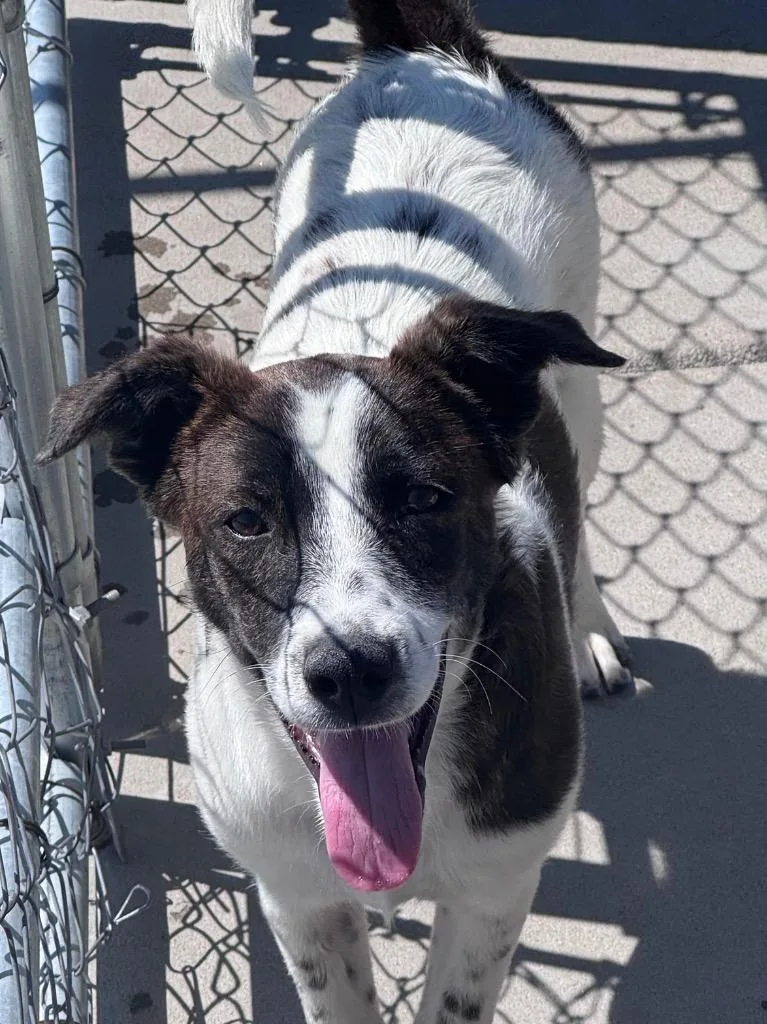A baby medium-sized female Cattle Dog dog named Buene Brillo for adoption in Fort Lupton, CO