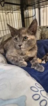 A baby small-sized female Domestic Short Hair cat named Milky way for adoption in Vero Beach, FL