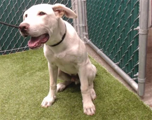 A baby medium-sized male Labrador Retriever dog named Snoopy for adoption in Downey, CA