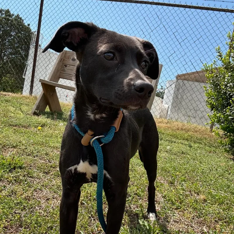 A young small-sized female Black Labrador Retriever dog named Nova for adoption in West Point, MS