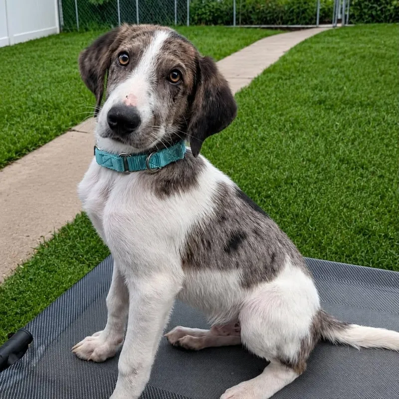 A baby medium-sized male Merle (Blue) Catahoula Leopard Dog dog named Zeke for adoption in Evansville, WI