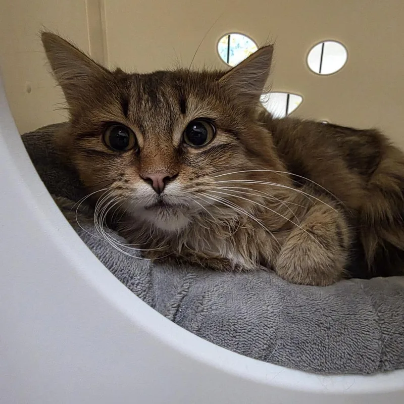 A young medium-sized male Brown / Chocolate Domestic Medium Hair cat named Bodhi for adoption in Oshkosh, WI
