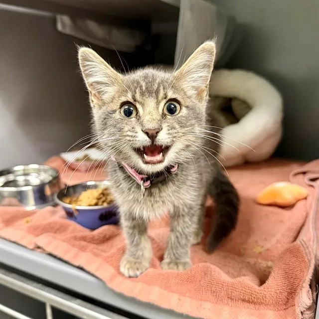 A baby medium-sized female Domestic Short Hair cat named Shelby Gto for adoption in Leesburg, VA