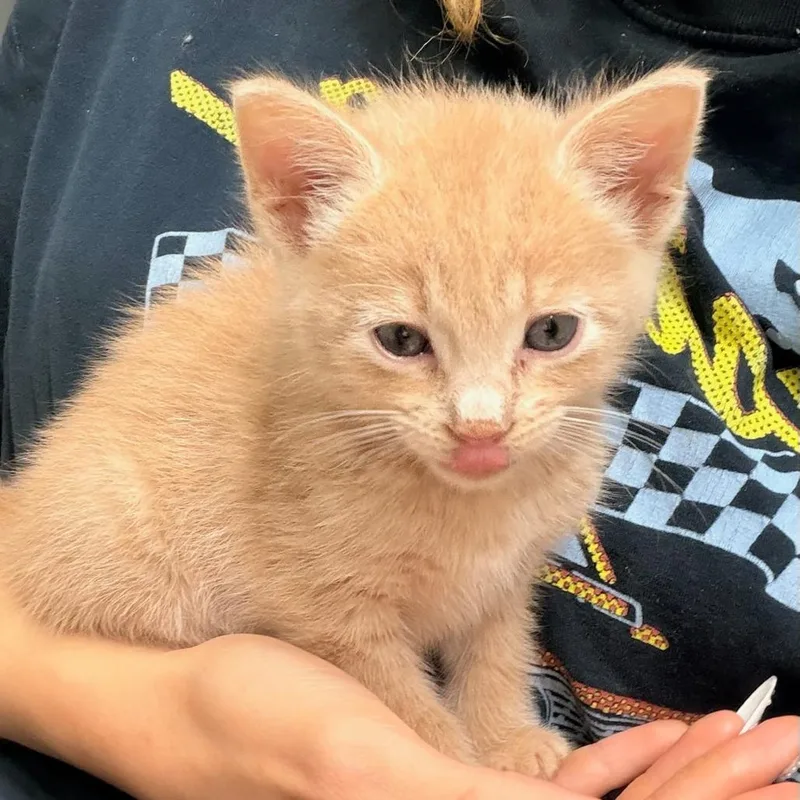 A baby small-sized male Buff / Tan / Fawn Domestic Short Hair cat named Samson for adoption in Houston, TX
