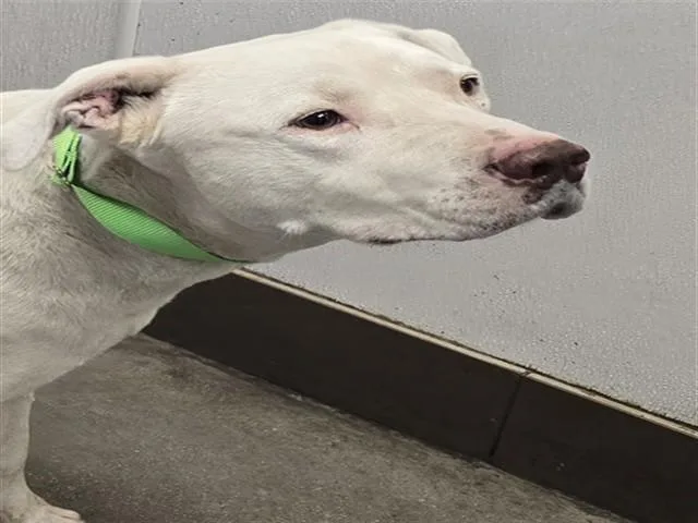 An adult medium-sized male Pit Bull Terrier dog named Cool Boy for adoption in Tucson, AZ